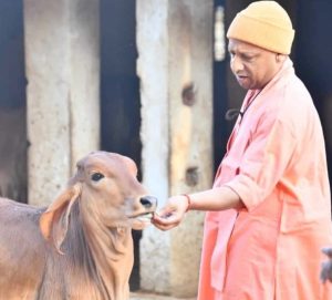 Yogi Adityanath's Bold Move to Protect Stray Cows