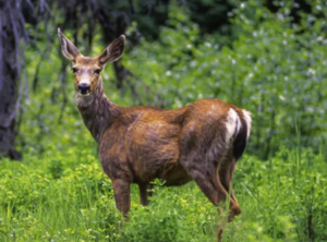 Deer Zombie Disease in Canada 