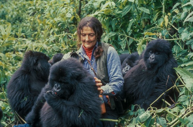 Murder of Dian Fossey by Wayne McGuire