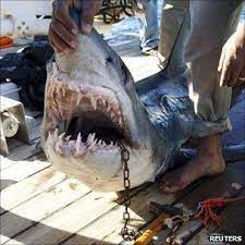 Sharm El-sheikh shark attack