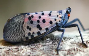 Spotted USA Spotted Lantern Fly